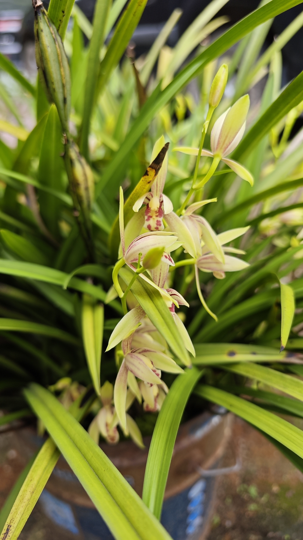 Imagem de Orquídea-bambu