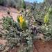 Pteronia armatifolia - Photo (c) Domitilla Raimondo, algunos derechos reservados (CC BY-NC), subido por Domitilla Raimondo