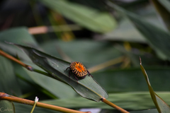 Gymnetis stellata