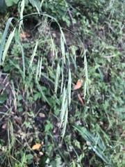 Bromus laevipes