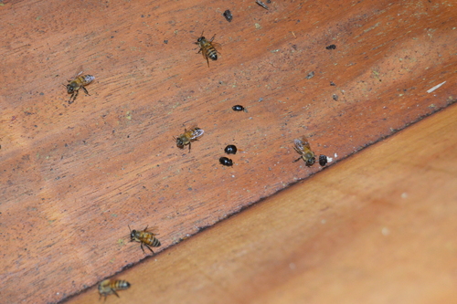 Small Hive Beetle