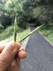 Bromus laevipes