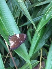 Euploea radamanthus