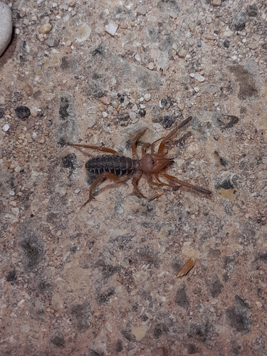 Iberian Solifugid, 46229 Picassent, Valencia, España, photo 8 of 10