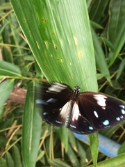 Euploea radamanthus