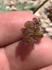 Cymopterus purpureus