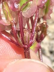 Cymopterus purpureus