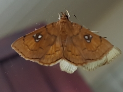 Cacographis osteolalis