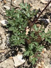Cymopterus purpureus