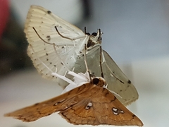Cacographis osteolalis
