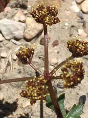 Cymopterus purpureus