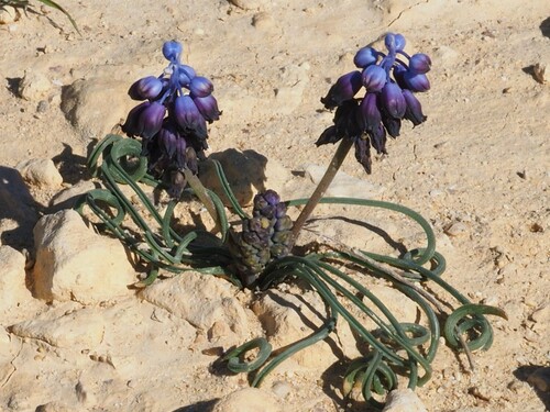 Muscari filiforme