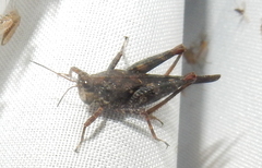 Tettigidea
