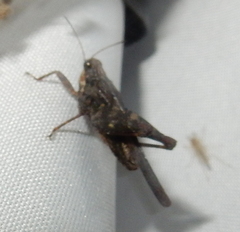 Tettigidea