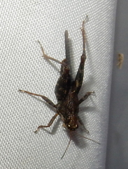 Tettigidea