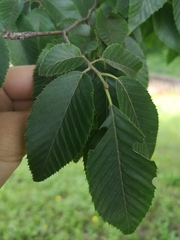 Carpinus tschonoskii