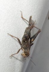 Tettigidea