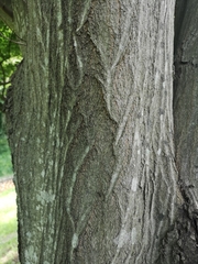 Carpinus tschonoskii