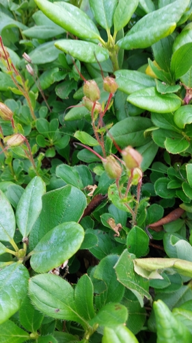 Image of Rhododendron camtschaticum by no rights reserved