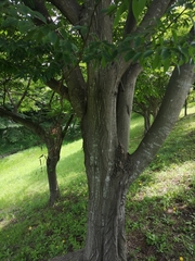 Carpinus tschonoskii