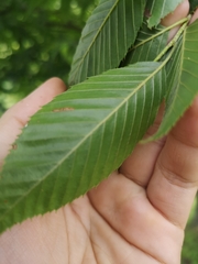Carpinus tschonoskii