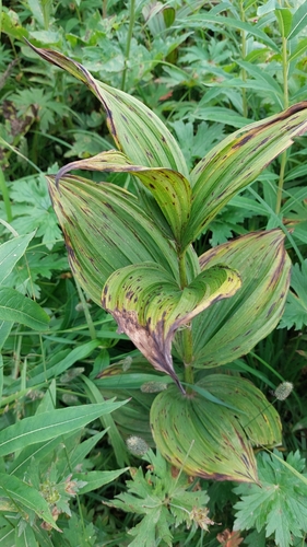 Image of East Asian White False-Hellebore (Veratrum oxysepalum) by no rights reserved