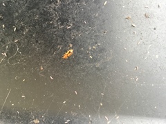 Cryptamorpha desjardinsi