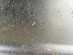 Cryptamorpha desjardinsi