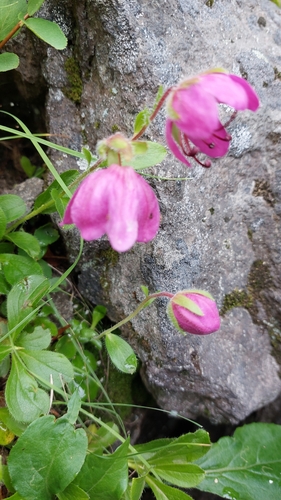 Image of Rhododendron camtschaticum by no rights reserved