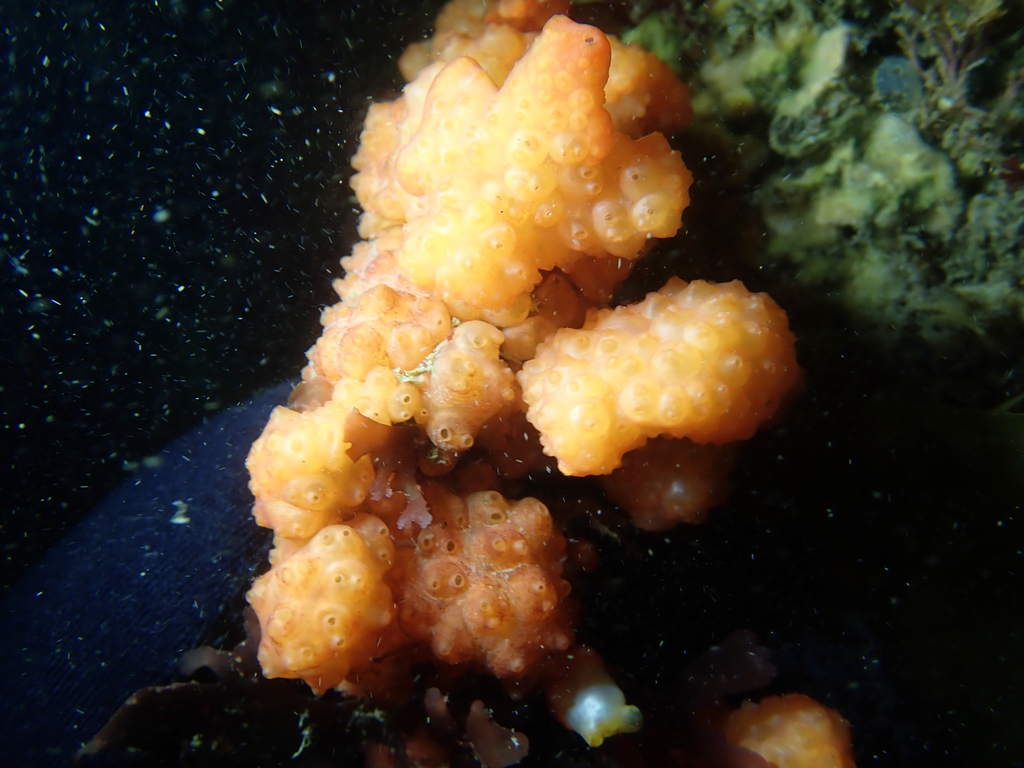 Fused Orange Social Ascidian