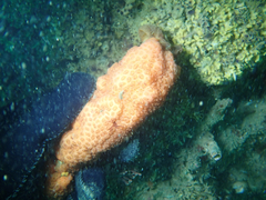 Metandrocarpa dura