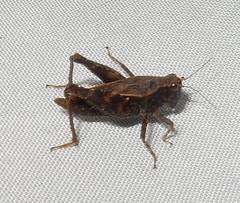 Tettigidea
