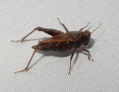 Tettigidea