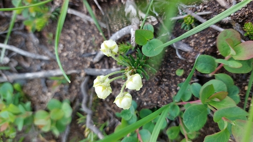 Image of Phyllodoce aleutica by no rights reserved