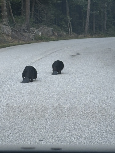 American Beaver photographed in Maine