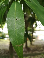 Quercus myrsinifolia