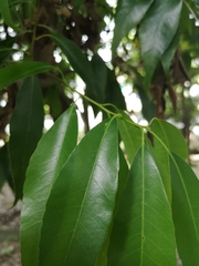 Quercus myrsinifolia