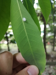 Quercus myrsinifolia