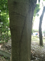 Quercus myrsinifolia