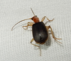 Brachinus adustipennis