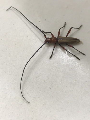 Parastizocera procera