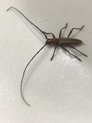 Parastizocera procera