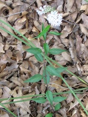 Asclepias texana