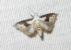 Nigetia formosalis