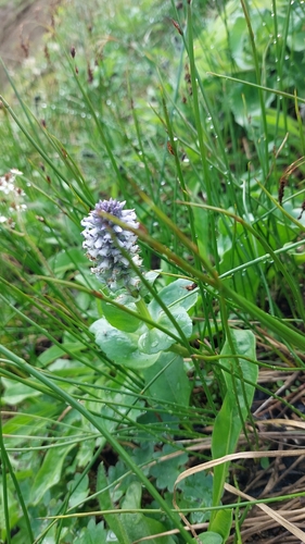 Image of Lagotis glauca by no rights reserved