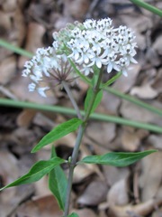 Asclepias texana