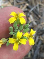 Physaria rectipes