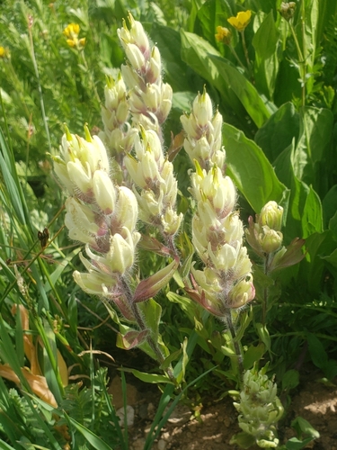 Image of Castilleja occidentalis by (c) F. Collin Hobbs, some rights reserved (CC BY)