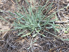 Physaria rectipes