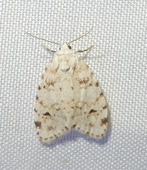 Clemensia ochreata